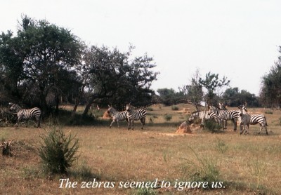 02-26 Zebras